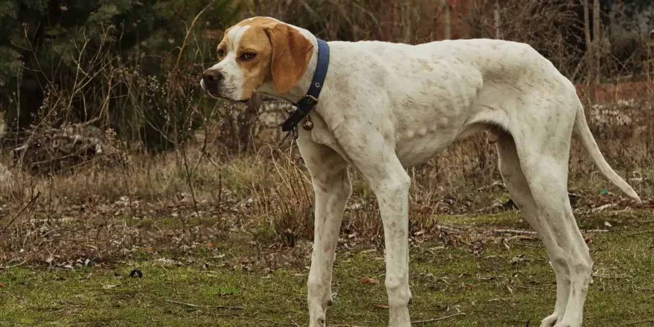 Un cane magro, bianco con macchie arancioni, con collare blu e campanellino, osserva attentamente l'ambiente circostante.