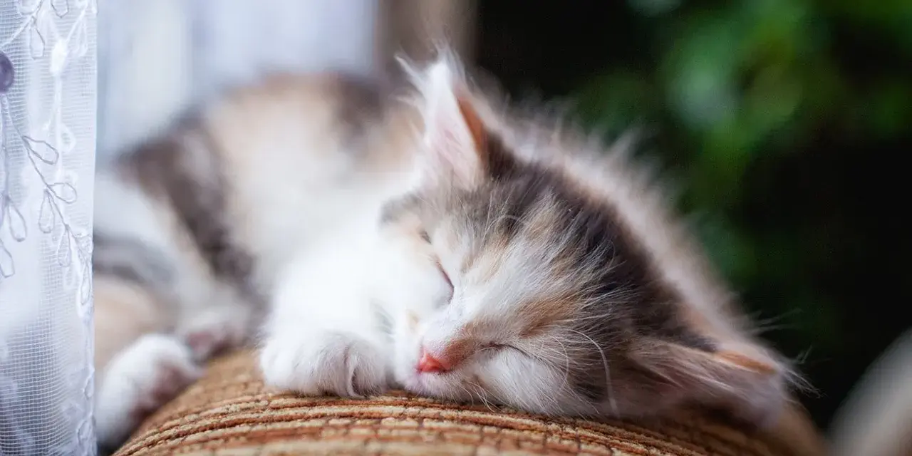 Un tenero gattino tricolore dorme sereno sul divano. Che voglia di accarezzare il gatto quando dorme, con la sua pelliccia morbida e il nasino rosa.