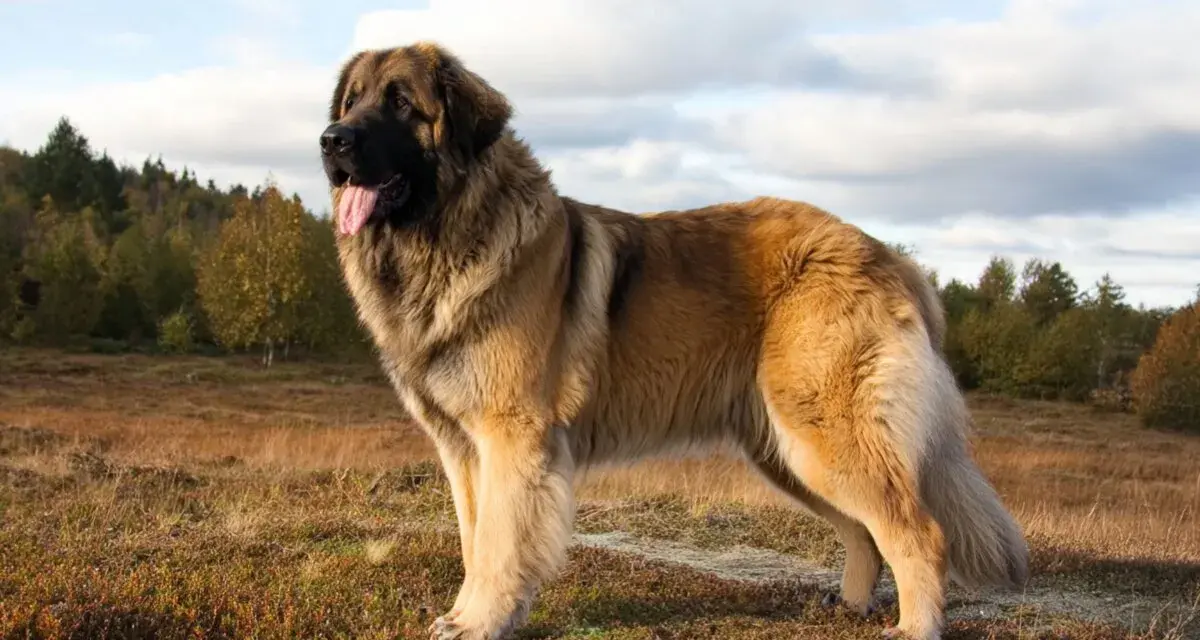 Un maestoso Leonberger, imponente per le sue **dimensioni**, posa in un prato autunnale.