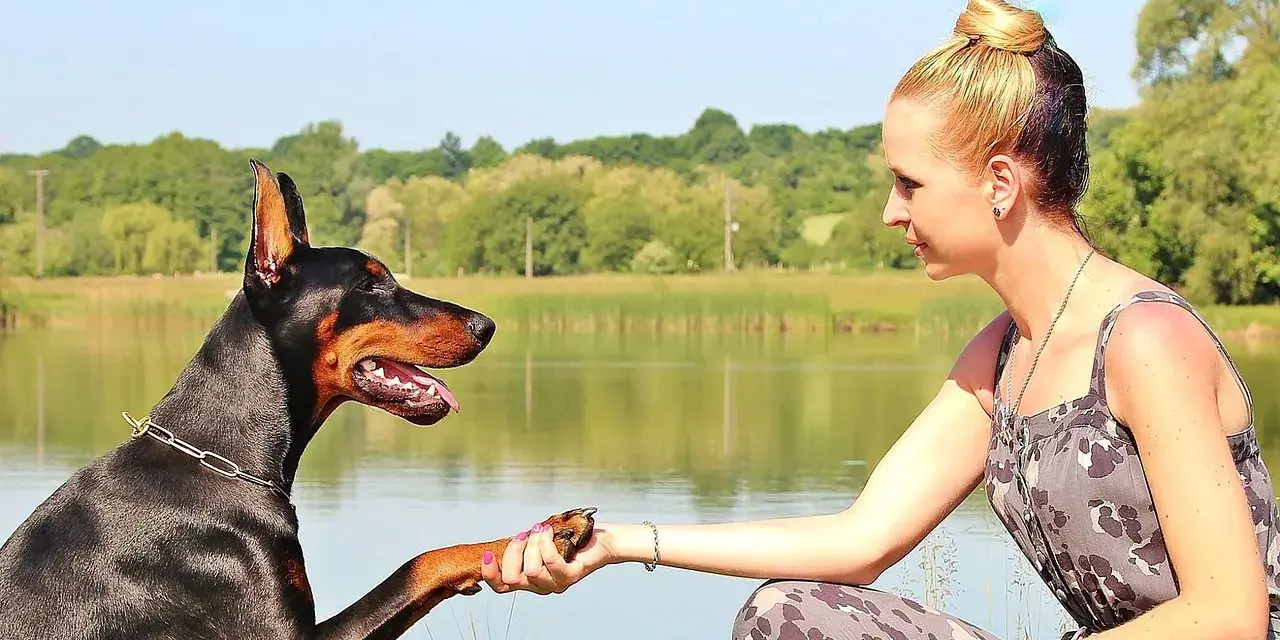 Dobermann che stringe la mano a una donna, un gesto che racchiude i dobermann pregi e difetti: fedeltà e intelligenza, ma anche bisogno di attenzioni.