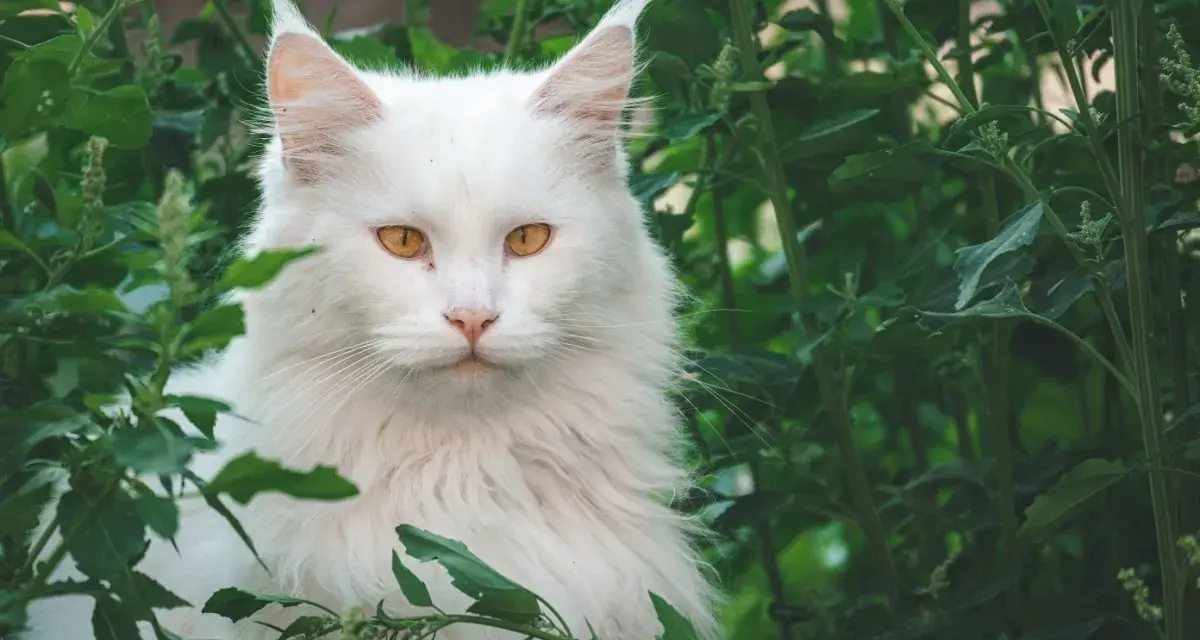 Un maestoso Maine Coon bianco, con occhi ambrati, si nasconde tra il fogliame verde. Immagina il suo imponente **maine coon xxl peso** mentre si muove con grazia.