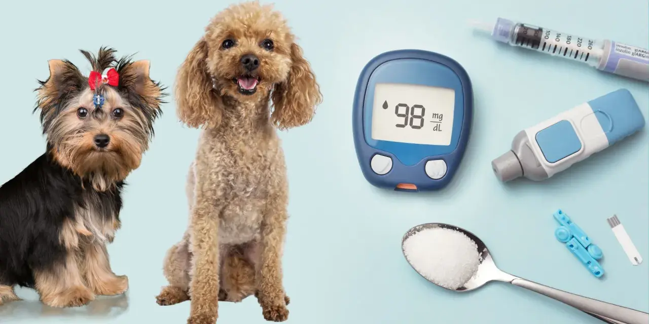 Due cani, un misuratore di glicemia e una siringa per insulina suggeriscono la gestione del diabete insipido nel cane.