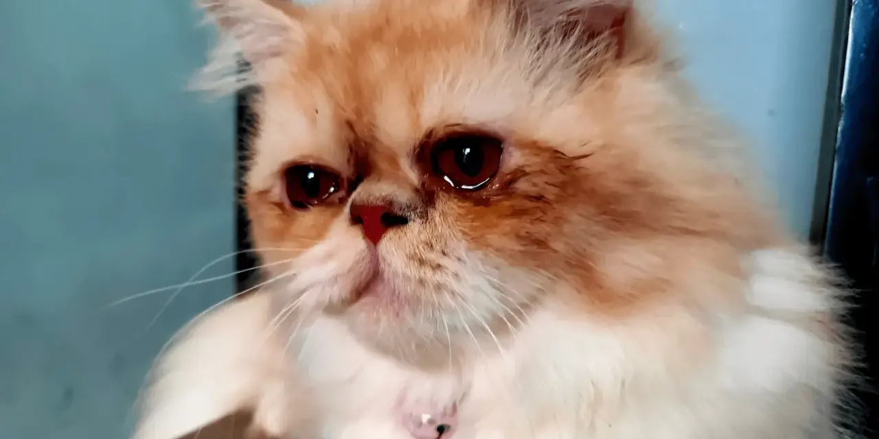 Un gatto persiano dagli occhi rossi sembra piangere con le lacrime, il suo pelo arancione e bianco è soffice.