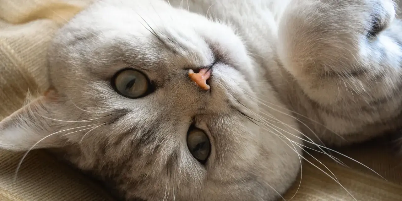 Gatto sdraiato, con occhi verdi e naso rosa. Sembra rilassato, forse emette uno dei tanti tipi di fusa del gatto.