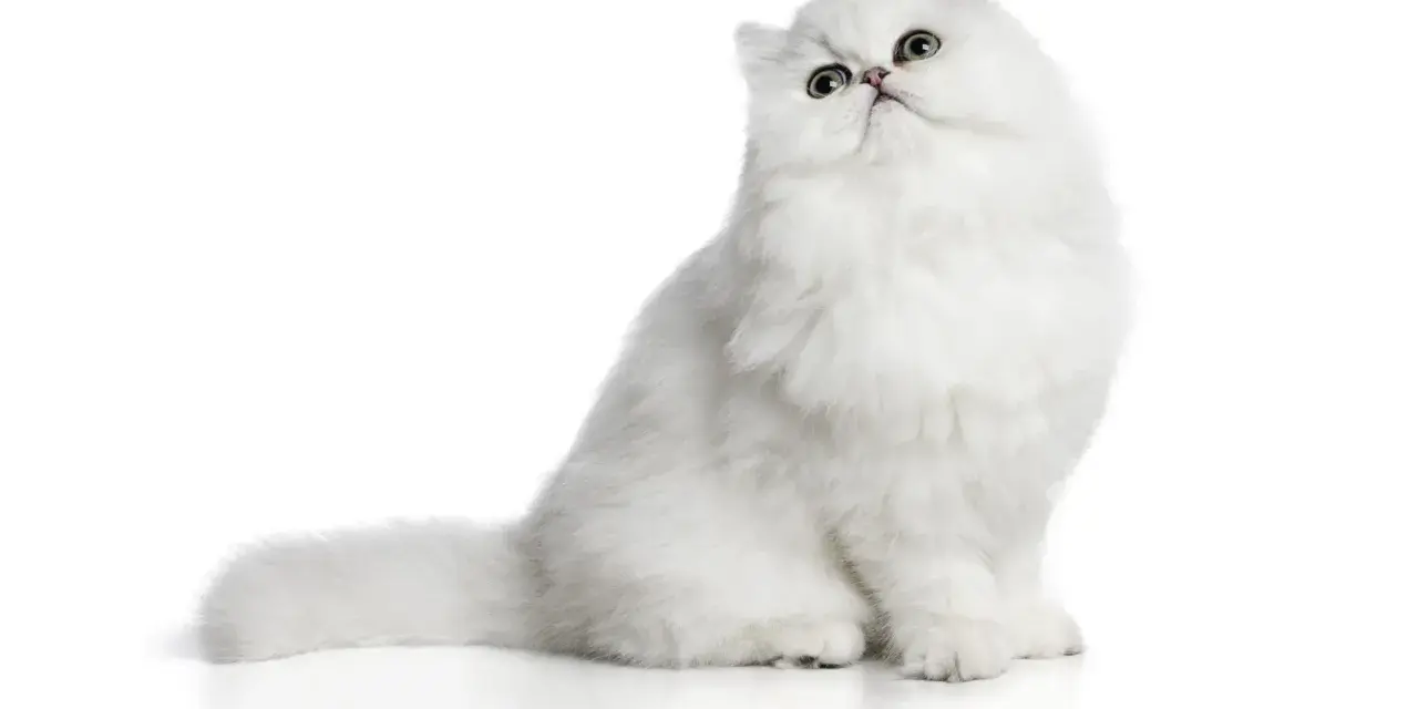 Un gatto bianco con pelo lungo, una delle tante razze gatti pelo lungo, posa con sguardo curioso.