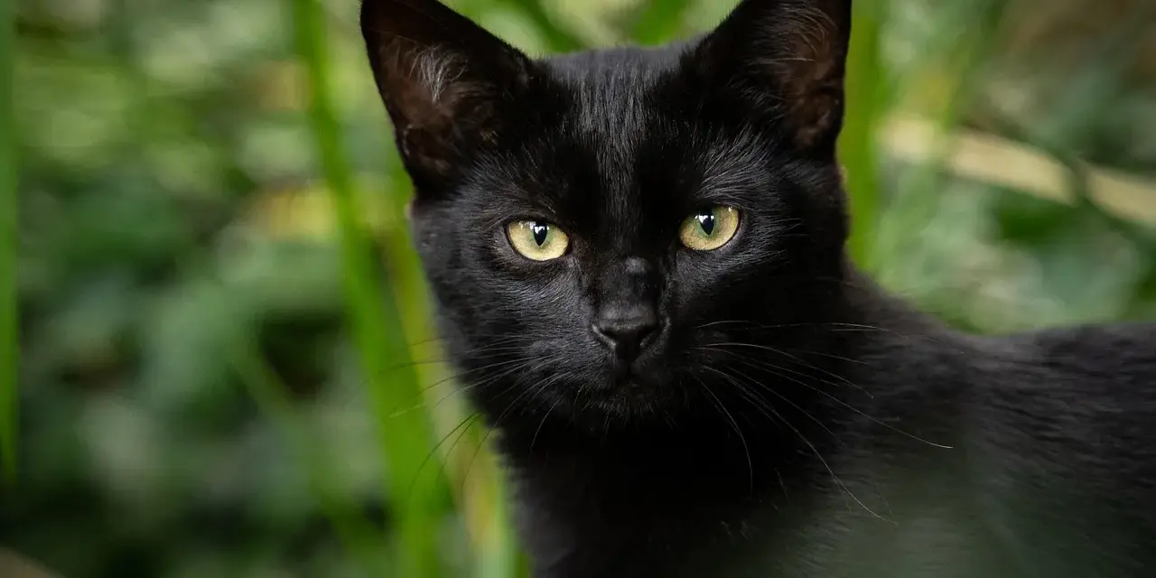 Un elegante gatto Bombay nero con occhi dorati scruta attentamente dalla vegetazione verdeggiante.