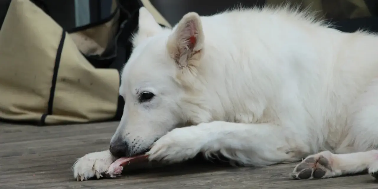 Cane bianco che rosicchia con gusto un pezzo di carne di cavallo, appoggiato su un tavolato di legno.