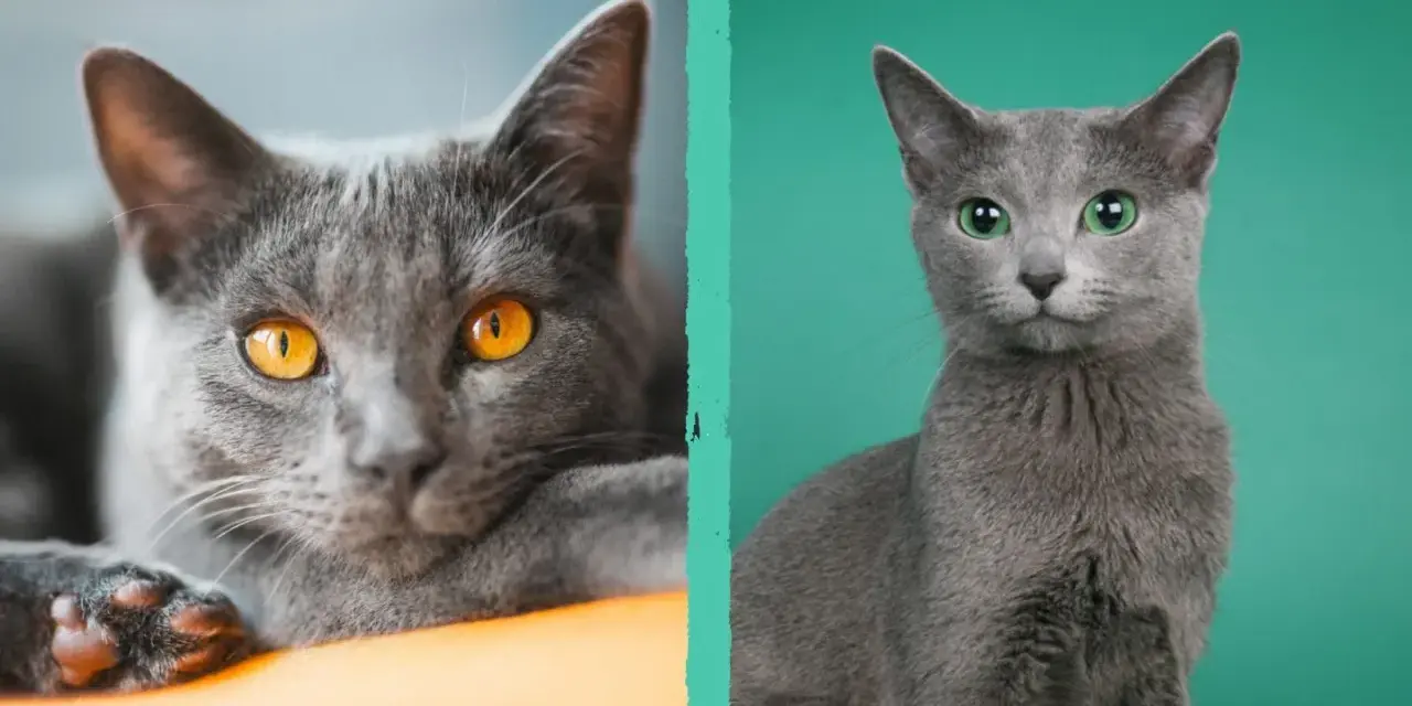 Due gatti soriani grigi, uno con occhi ambra e l'altro con occhi verdi, si guardano intensamente.