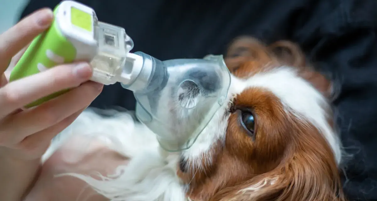 Cane con maschera nebulizzatrice per curare edema polmonare. La terapia aiuta il suo recupero.