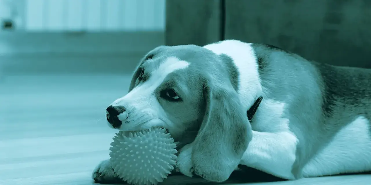 Un beagle gioca con un osso per cani denti, un giocattolo a forma di palla con punte, sdraiato sul pavimento.