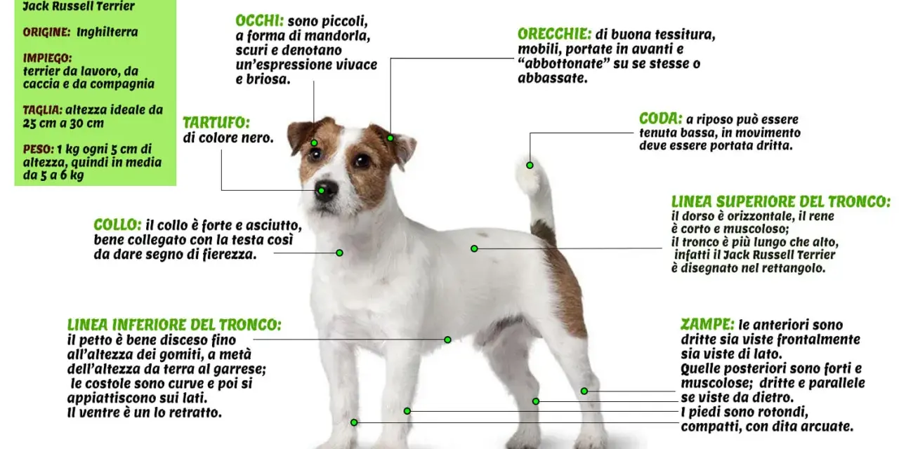 Jack Russell Terrier: cane da lavoro, caccia e compagnia. Il suo carattere vivace e brioso si riflette negli occhi a mandorla.