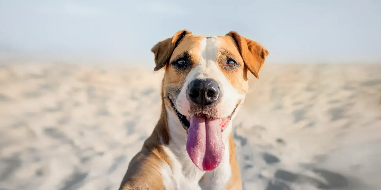 Un felice cane amstaff con la lingua fuori, seduto sulla sabbia con uno sfondo sfocato.