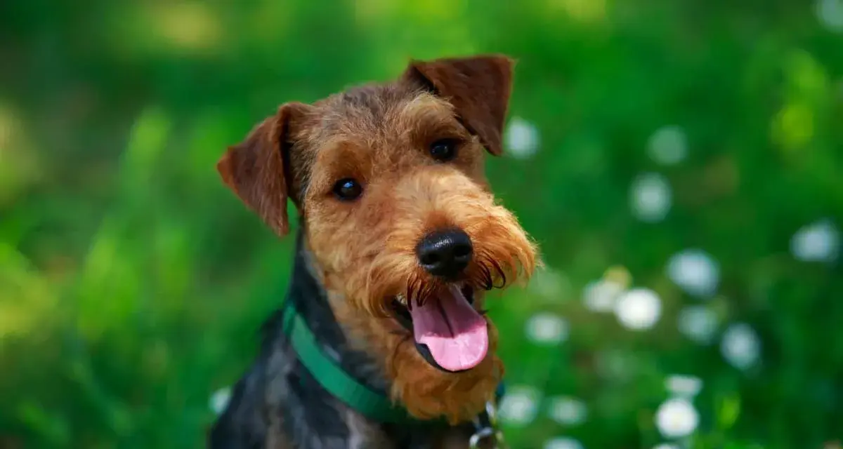Un allegro welsh terrier con la lingua fuori, in un prato fiorito.