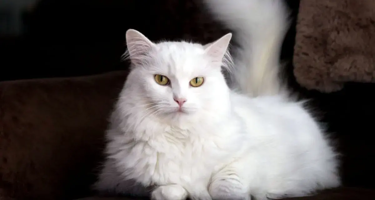 Gatto bianco con occhi azzurri, una splendida razza dal pelo lungo e folto, posa elegantemente su un divano scuro.