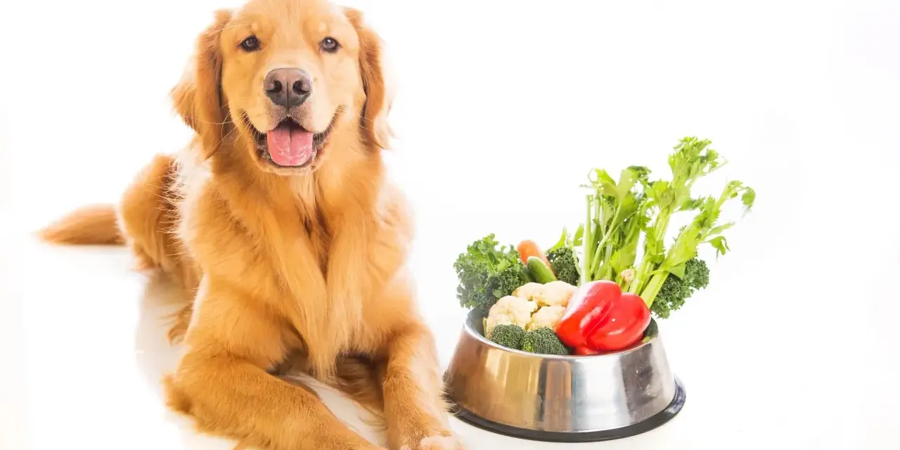 Un golden retriever sorride accanto a una ciotola piena di verdure fresche, tra cui broccoli, cavolfiori e peperoni rossi. I cani possono mangiare le melanzane, e questa ciotola è un esempio di dieta sana.
