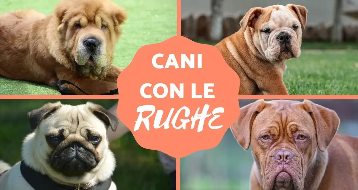 Quattro cani con le rughe: uno Shar Pei, un Bulldog Inglese, un Carlino e un Dogo di Bordeaux.