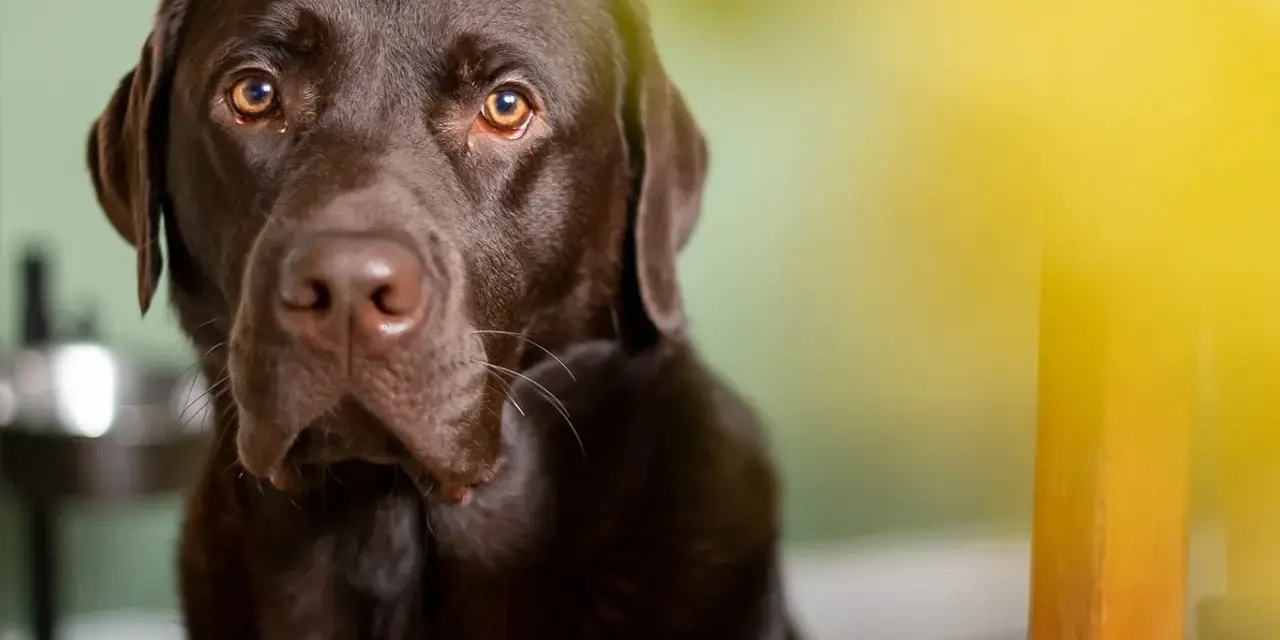 Un adorabile labrador retriever marrone con occhi dolci guarda dritto in camera, con un raggio di sole giallo sullo sfondo.