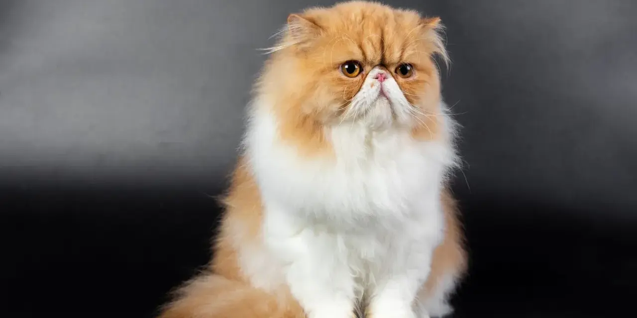 Gatto persiano dal muso schiacciato, con pelo lungo e folto color albicocca e bianco, seduto su sfondo scuro.