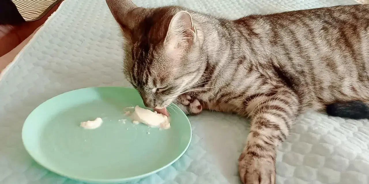 Un gatto tigrato grigio lecca con gusto lo yogurt da un piattino verde.