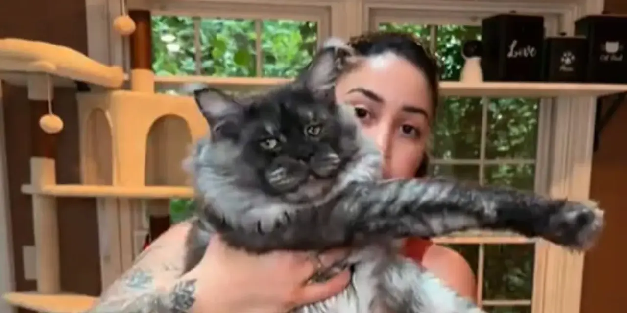 Un imponente Maine Coon, noto per le sue dimensioni, posa con la sua umana.