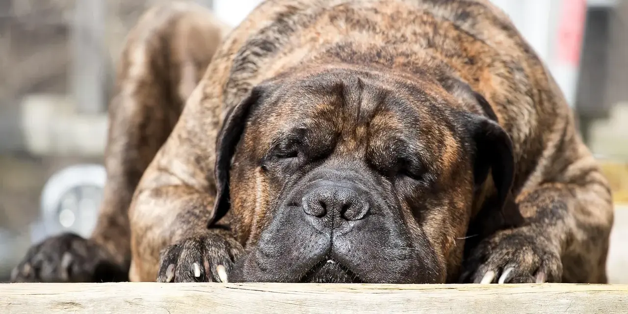 Un maestoso mastiff inglese riposa, con il muso appoggiato su un tronco di legno. Il suo manto tigrato è magnifico.