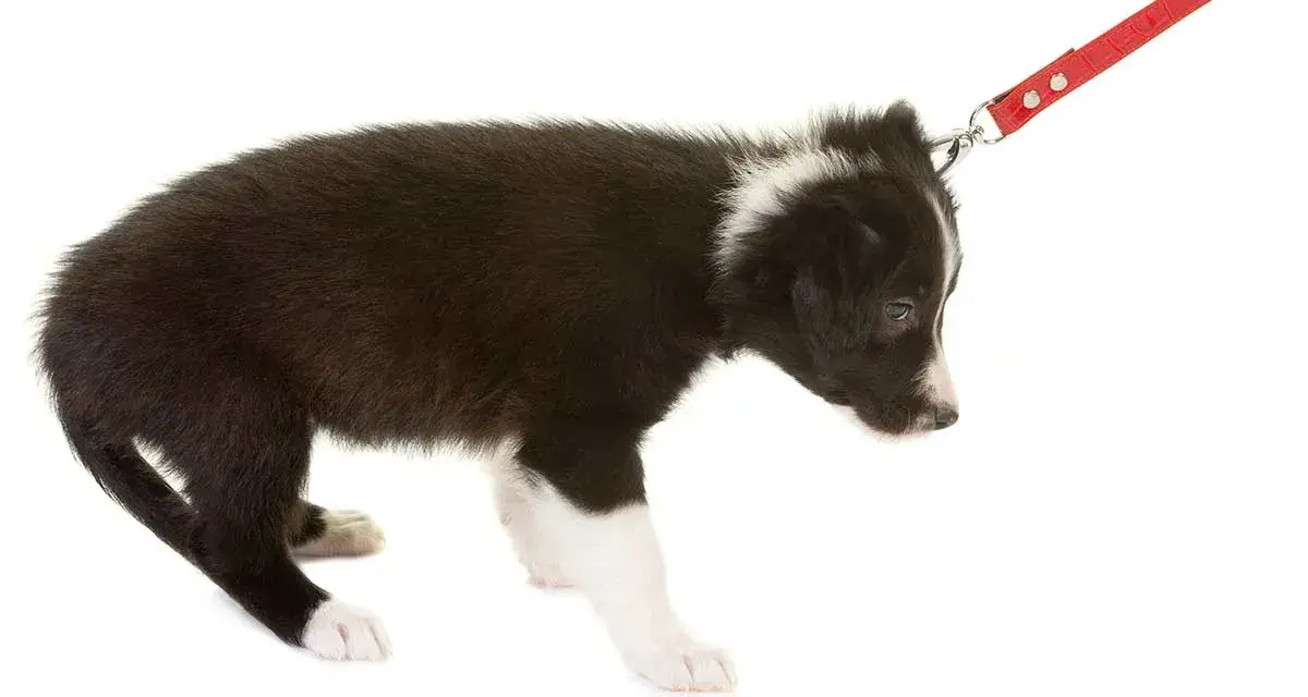 Cucciolo di Border Collie con guinzaglio rosso. Impara come non far tirare il cane al guinzaglio con un addestramento positivo.