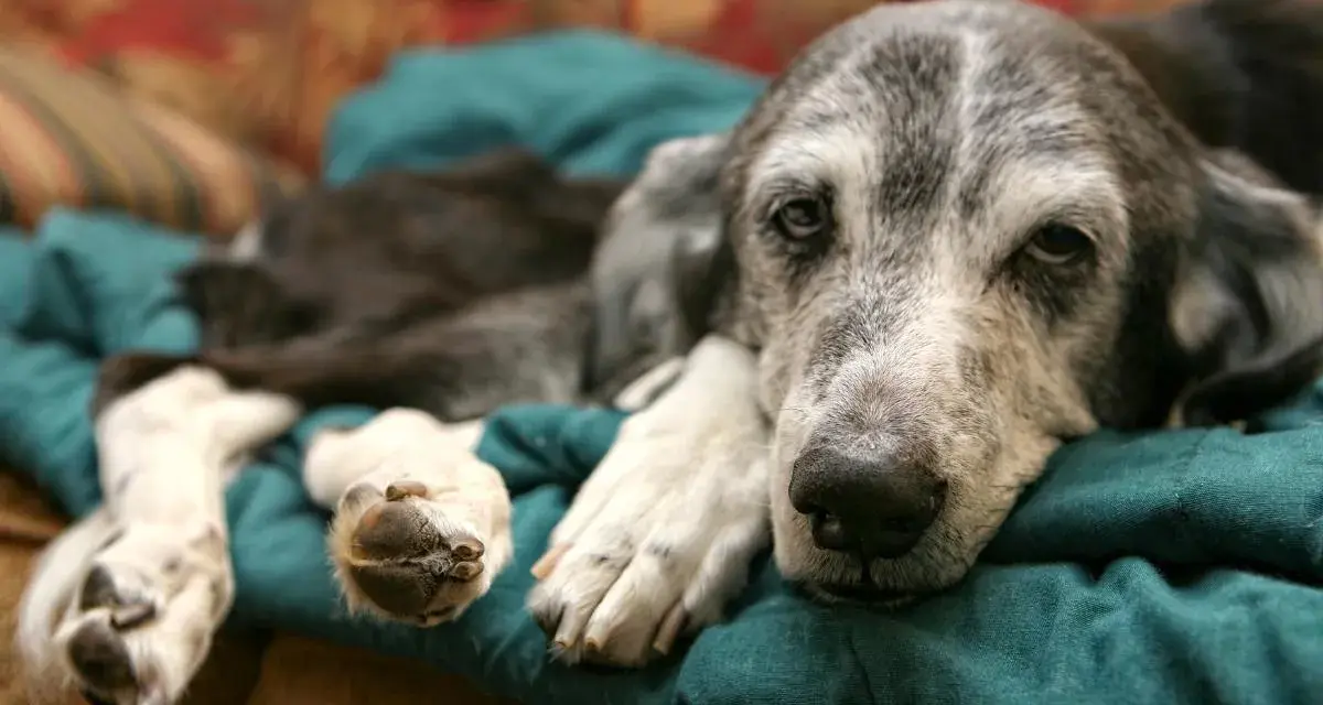 Un cane anziano con pelo grigio riposa su un cuscino verde. La sua espressione è stanca, forse riflette quanto vive un cane con demenza senile.