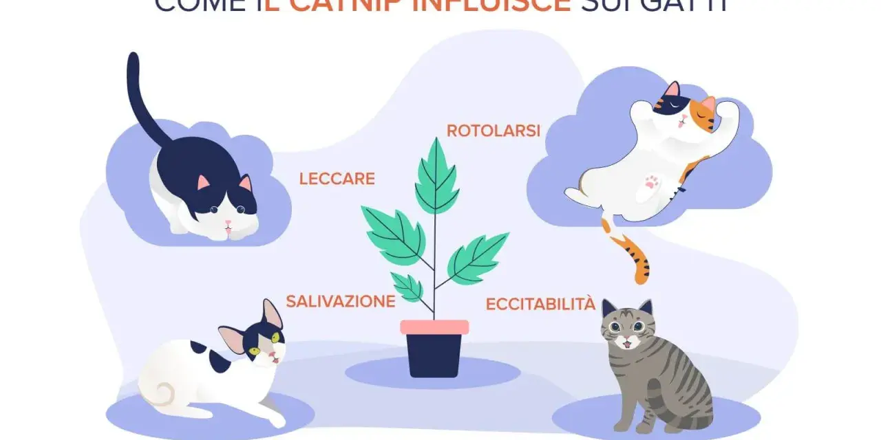 Il catnip cos'è? L'erba gatta provoca reazioni come rotolarsi, leccare, salivazione ed eccitabilità nei gatti, come illustrato.