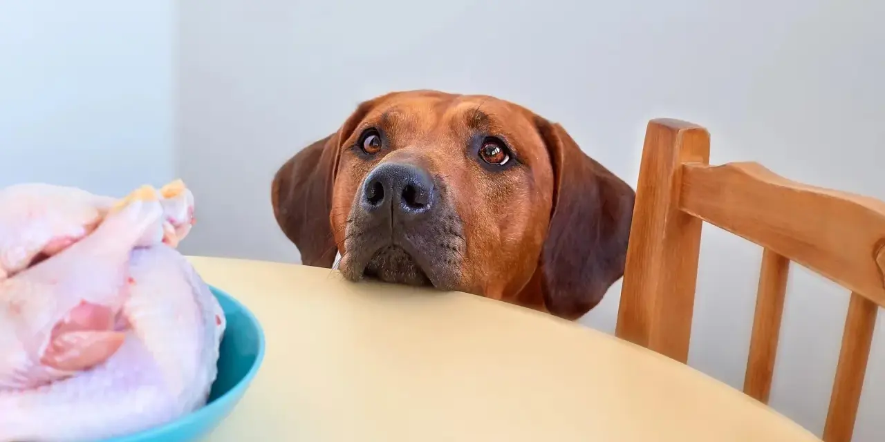 Cane con occhi imploranti guarda un pollo crudo su un tavolo. Chissà che carne può mangiare il cane?