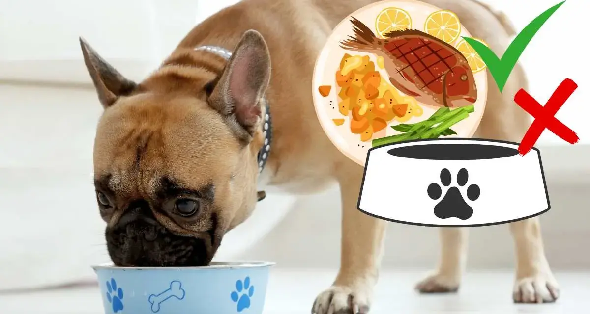 Un bulldog francese mangia dalla sua ciotola. Accanto, un piatto di pesce con verdure e limone, con un segno di spunta verde, indica che è adatto per il cane.