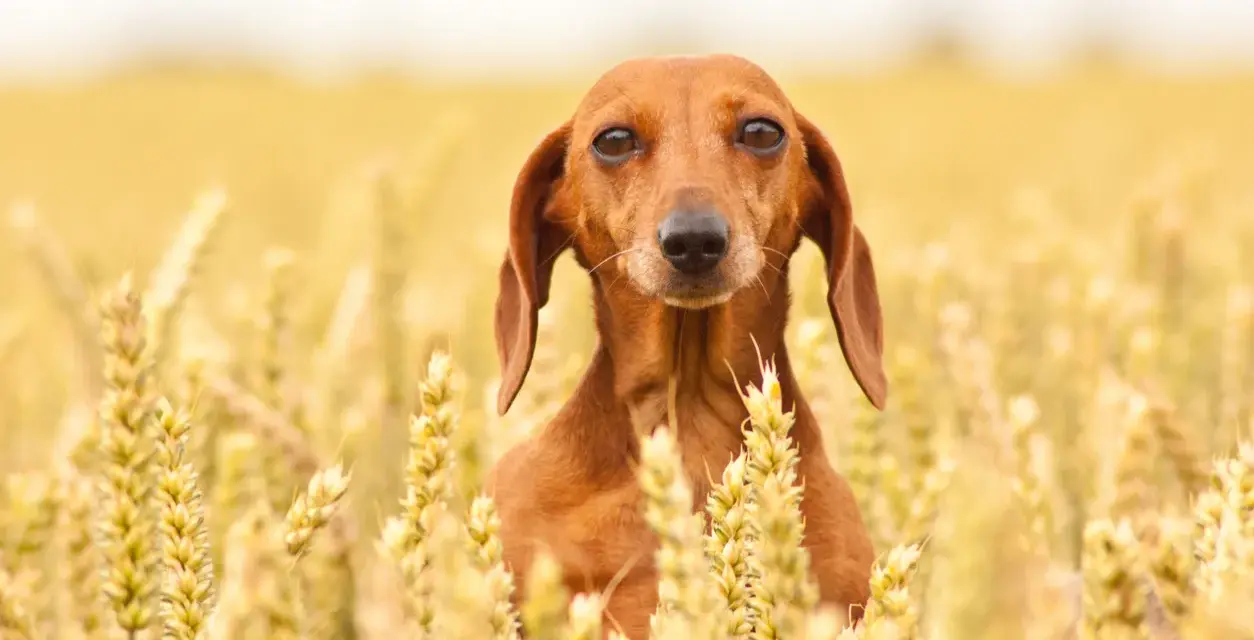 Un bassotto marrone si nasconde tra le spighe dorate di un campo di farro, con uno sguardo curioso.