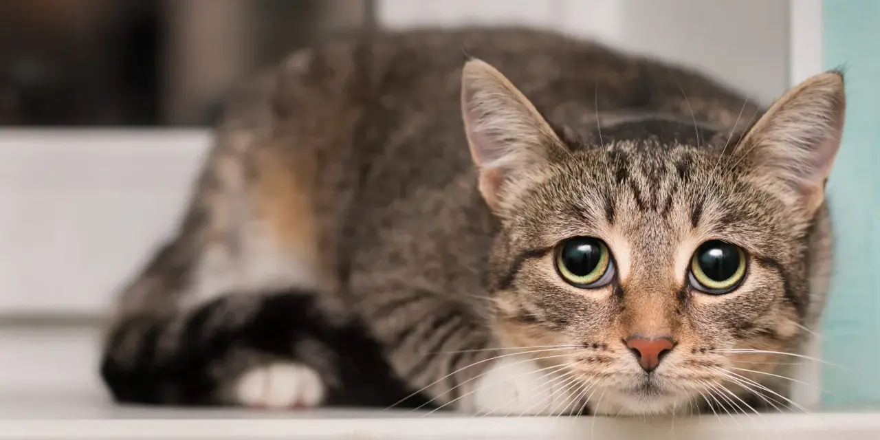 Gatto tigrato con occhi spalancati, forse si chiede di cosa hanno paura i gatti, nascosto sul davanzale.