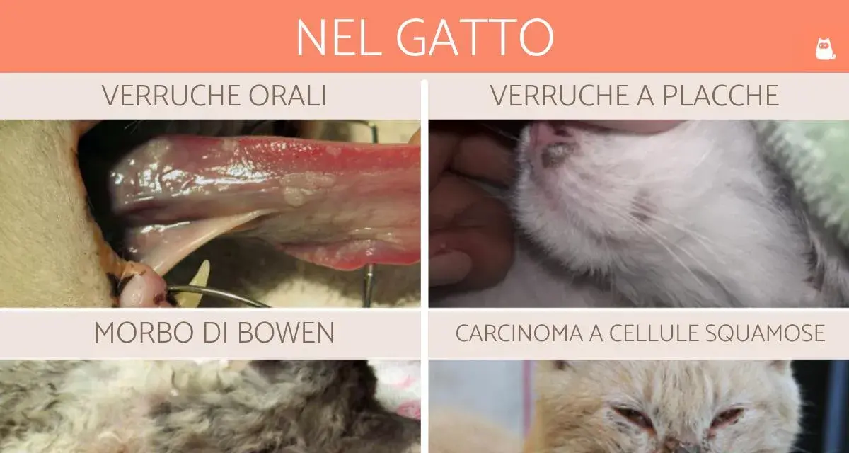 Immagine mostra diversi tipi di verruche nel gatto: orali, a placche, Morbo di Bowen e carcinoma.