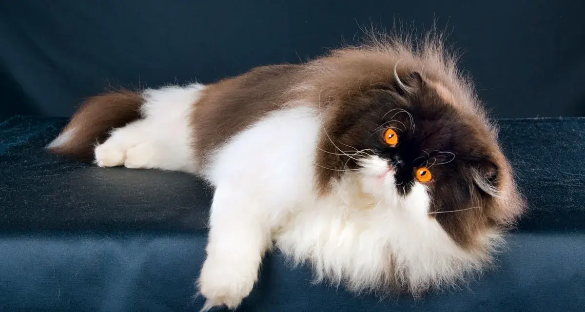 Gatto persiano dal carattere regale, con folta pelliccia bicolore e occhi arancioni penetranti, posa con eleganza su uno sfondo scuro.