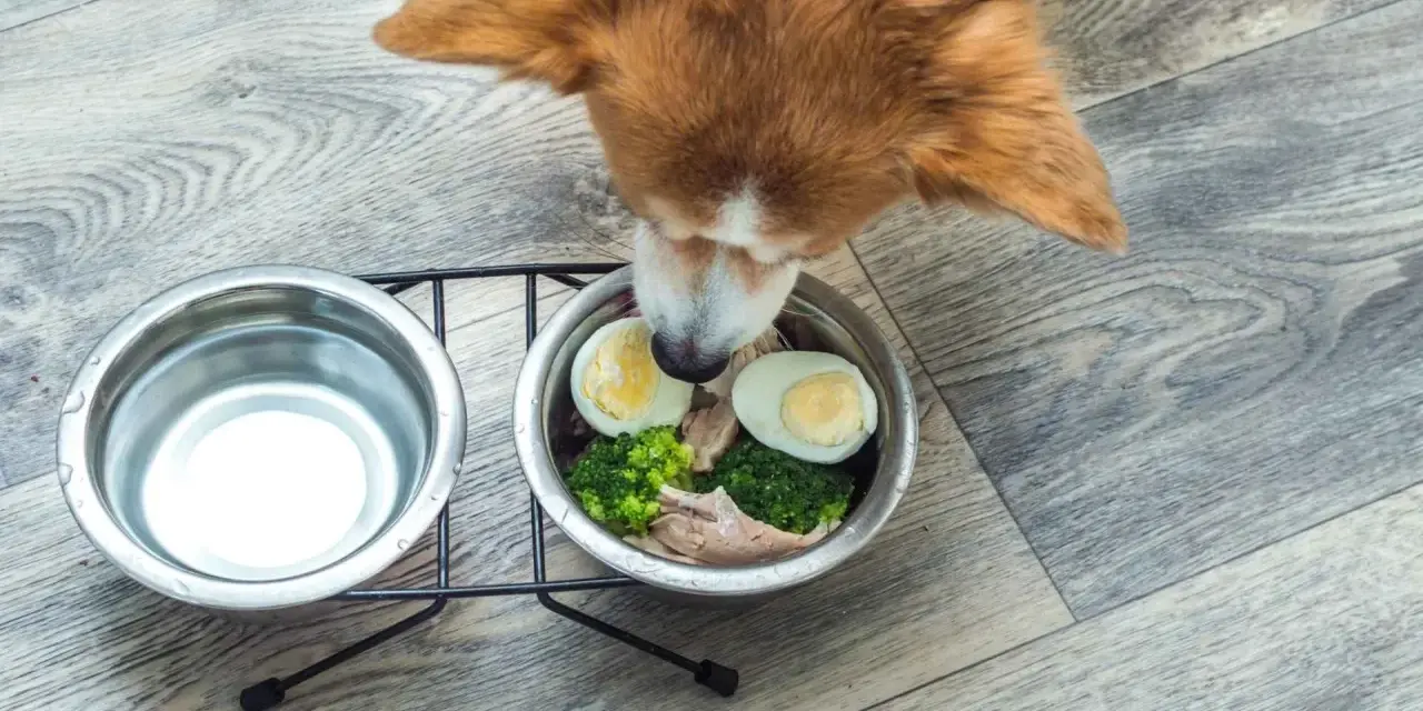Un cane curioso annusa una ciotola con uova sode, broccoli e pollo. Sì, i cani possono mangiare le uova!