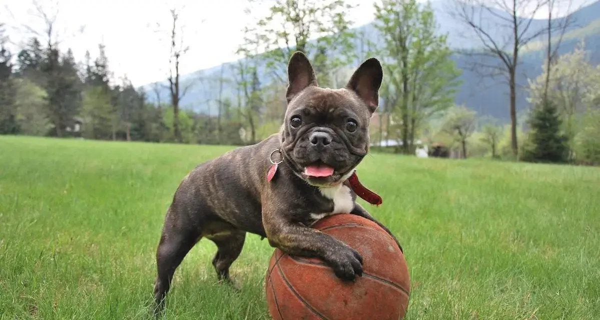 Un adorabile bulldog francese, con le sue tipiche dimensioni, gioca con un pallone da basket in un prato verde.