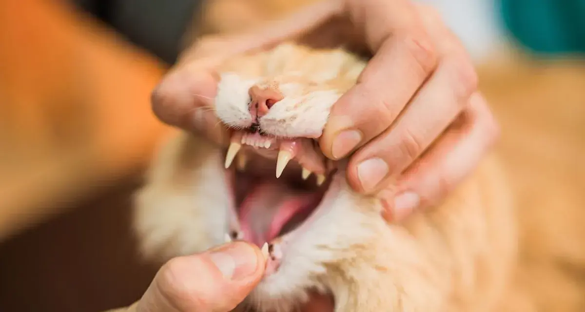 Mano che esamina la bocca aperta di un gatto arancione, mostrando i suoi denti aguzzi. Si nota che i denti del gatto cadono, forse a causa dell'età o di un problema di salute.