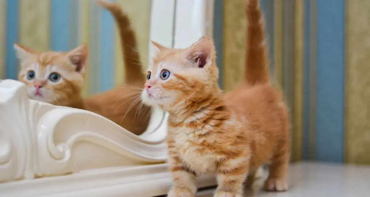 Un adorabile gattino munchkin arancione con occhi azzurri guarda il suo riflesso in uno specchio.