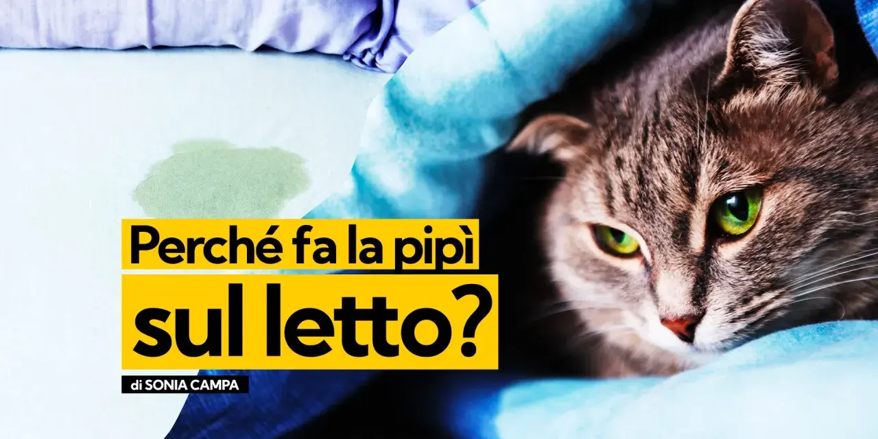 Gatto con occhi verdi su un letto macchiato, con testo "Perché fa la pipì sul letto?".