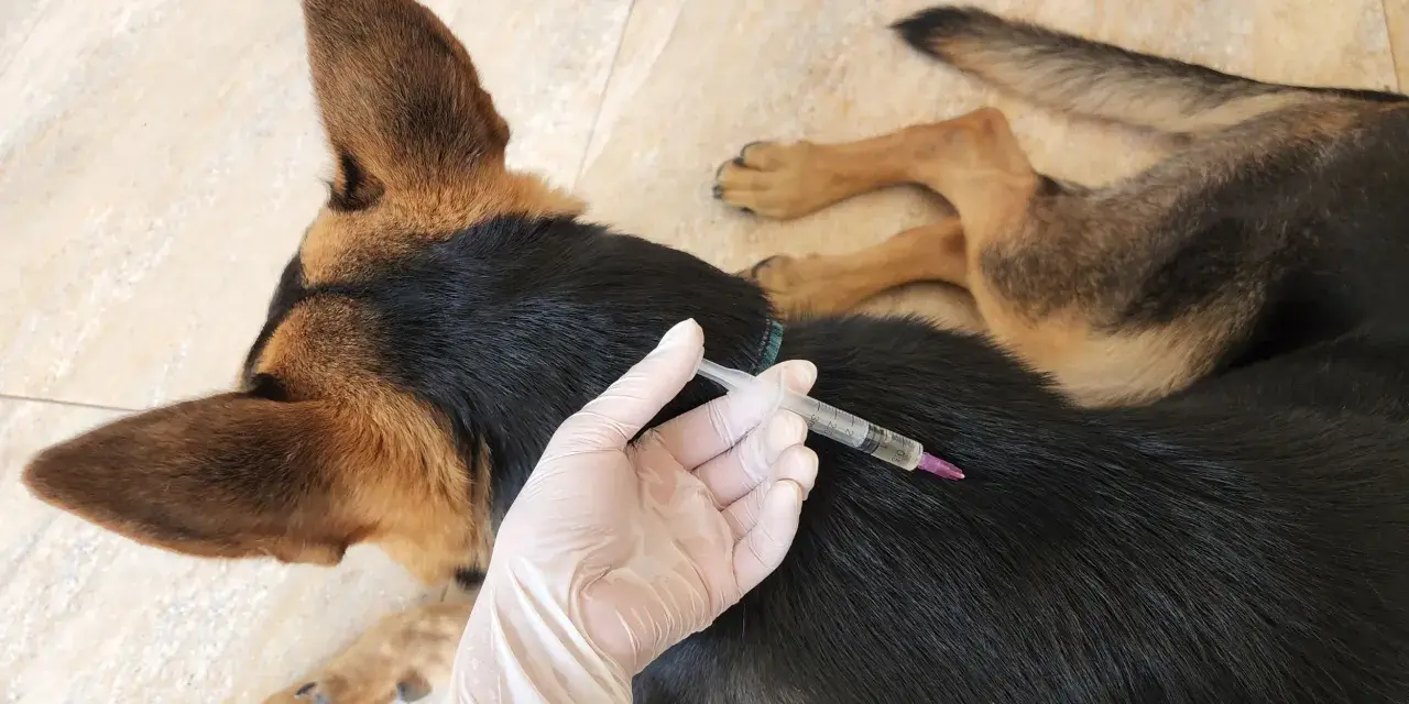Mano con guanto somministra iniezione a cane. Prevenzione dei sintomi della leptospirosi nel cane.