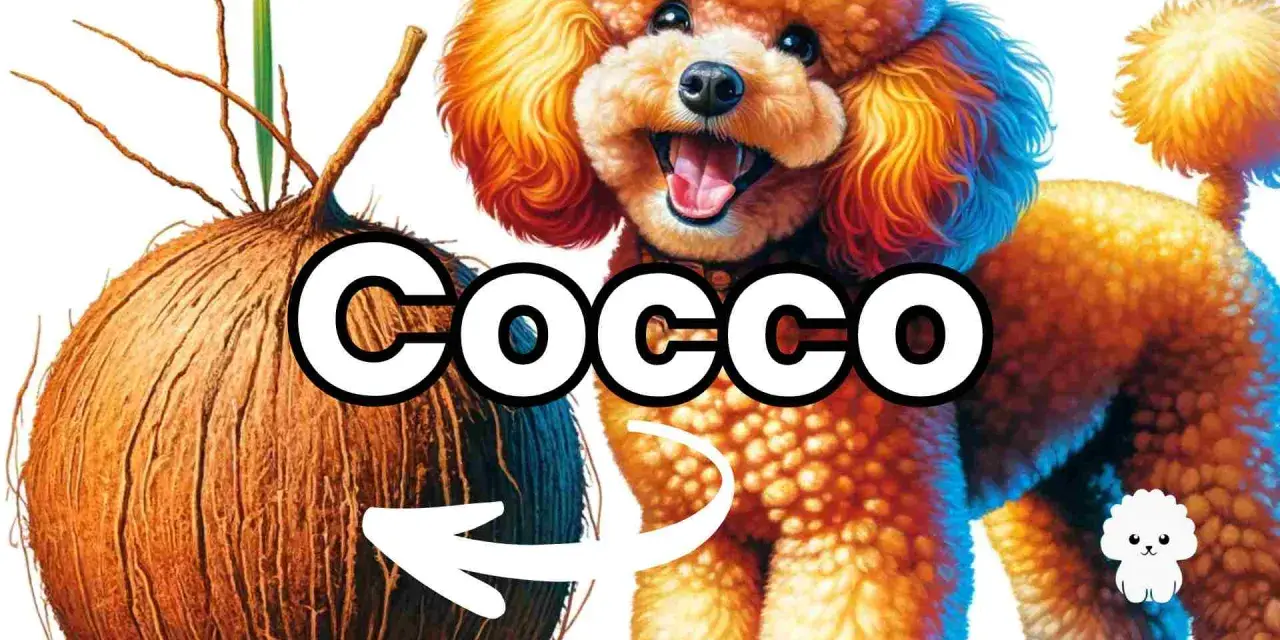 Un barboncino sorridente accanto a un cocco, con una freccia che indica che i cani possono mangiare il cocco.