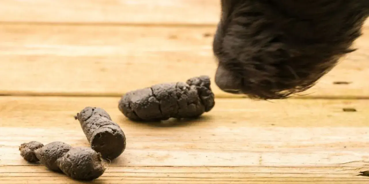 Un cane coprofago annusa delle feci sul legno.