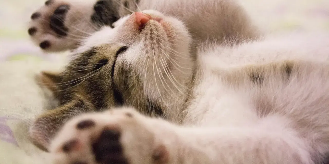 Un gatto dorme sereno, con le zampine in aria. Un segno che ti vuole bene? Forse, quando si sente al sicuro.