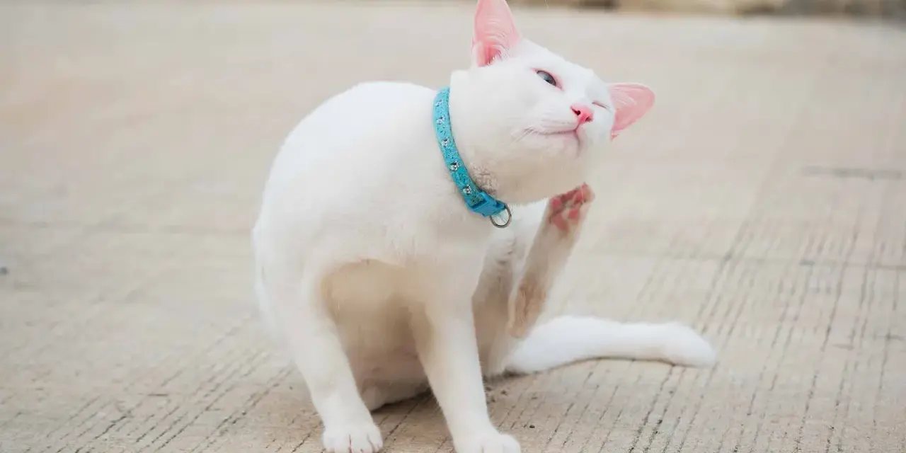 Un gatto bianco con un collare azzurro si gratta le orecchie con la zampa posteriore, un'espressione soddisfatta sul muso.