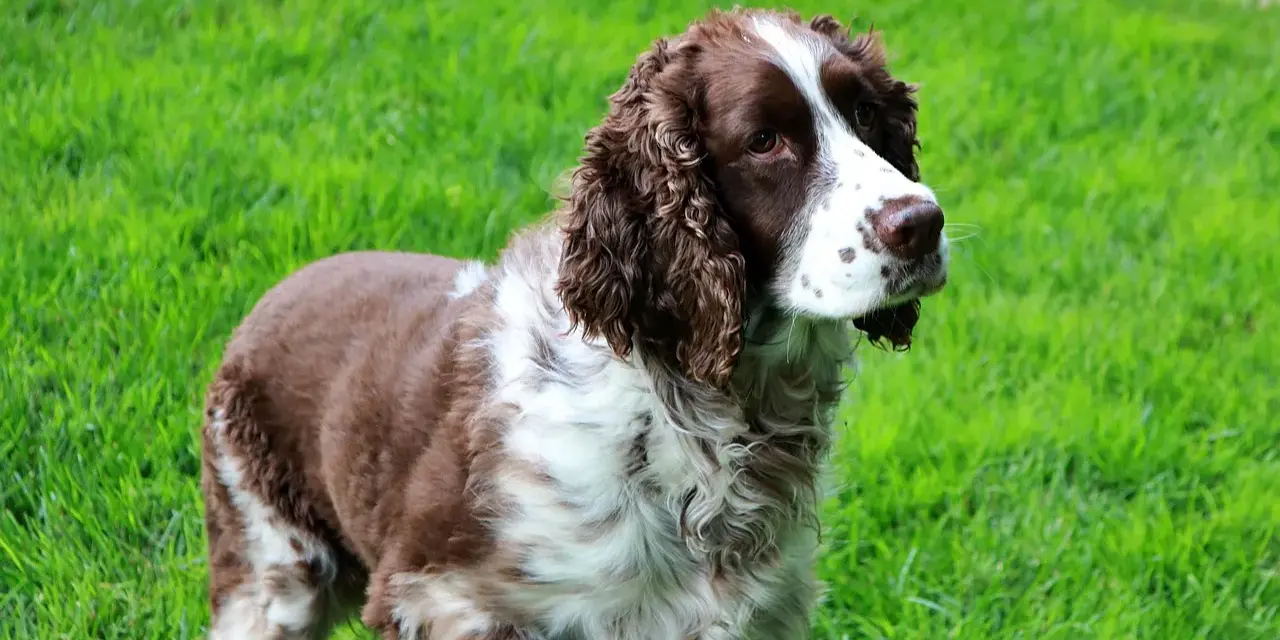 Un elegante springer spaniel marrone e bianco, con il pelo ondulato, osserva attentamente l'erba verde brillante.