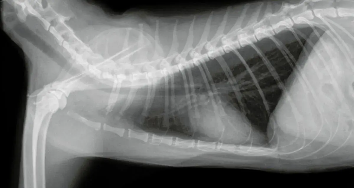 Radiografia toracica di un gatto con versamento pleurico, evidenziato da un'opacità scura nella cavità toracica.