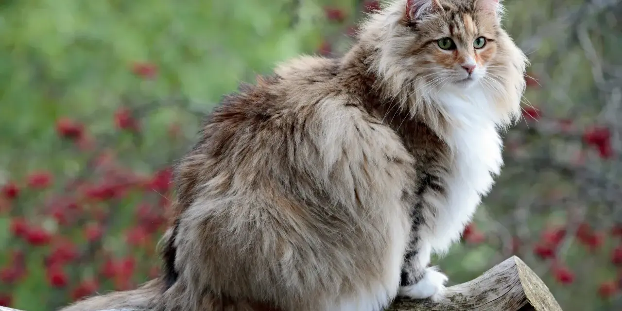 Un magnifico gatto norvegese delle foreste, con folta pelliccia e occhi verdi, posa su un tronco d'albero.