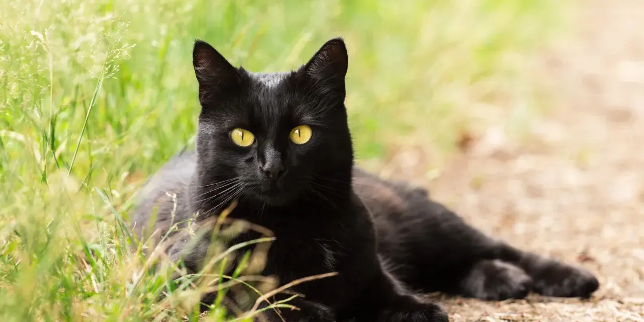 Un magnifico gatto nero razza, con occhi gialli penetranti, riposa sull'erba verde e terra battuta.