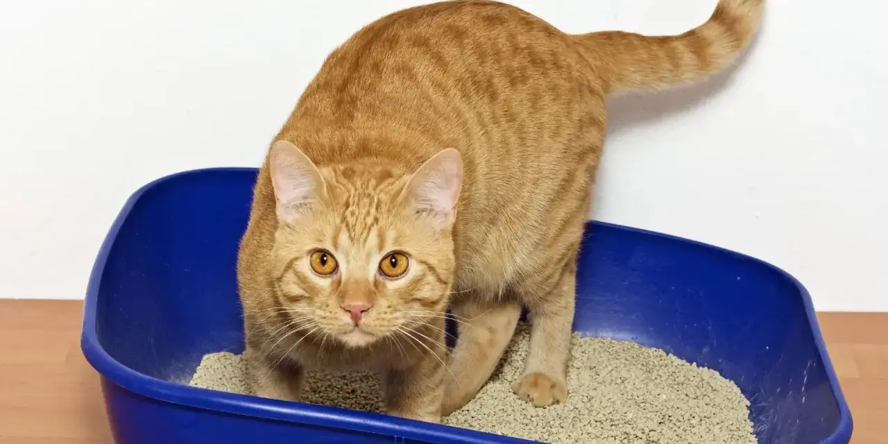 Gatto arancione in lettiera blu. Se il tuo gatto ha la cistite, cerca rimedi naturali per aiutarlo.