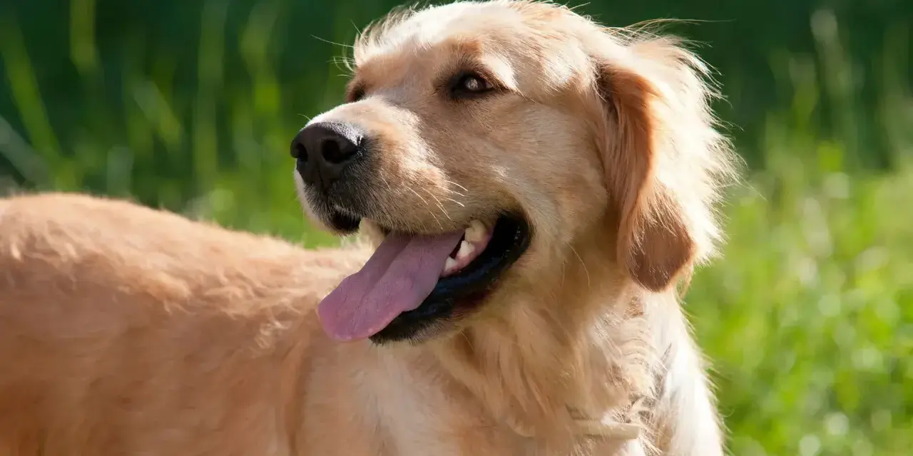 Un golden retriever dal temperamento amichevole, con la lingua fuori, in un prato verde.